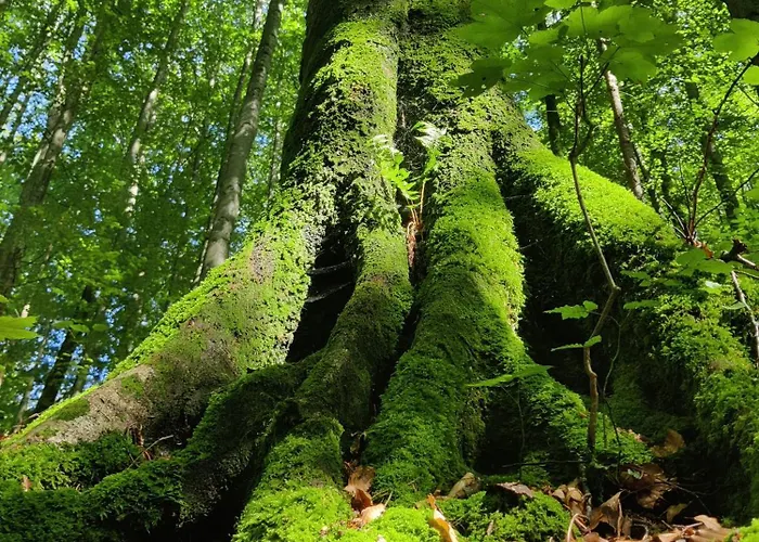 Pensjonat Holzapfel 3*